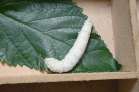 我的朋友蠶寶寶 我的朋友蠶寶寶