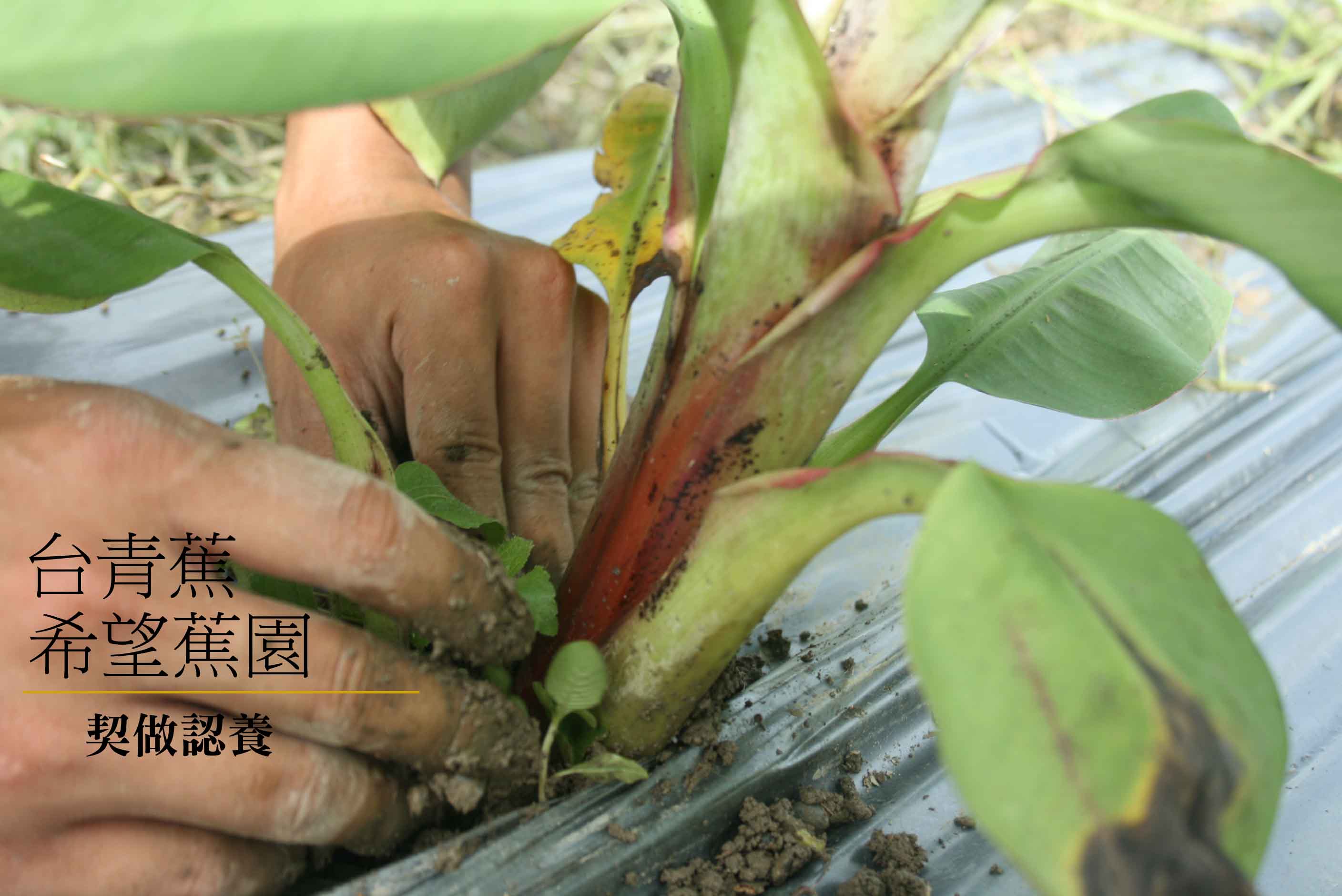 希望蕉園-大家來吃無毒香蕉，契做認養