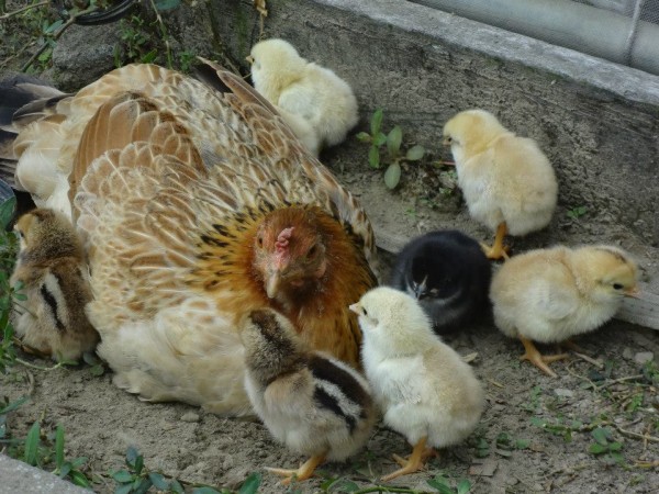 輝要無毒菜園的除蟲工&mdash;快樂雞