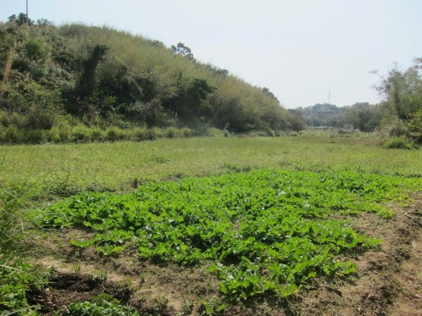我們買了一片谷津田