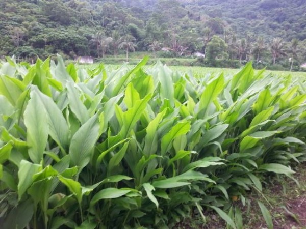 台東八十位農友契作受騙 數十萬斤有機薑黃恐血本無歸