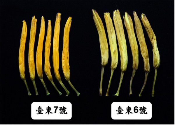 歷時28年育成「台東七號」金針 無硫加工「有陽光的味道」