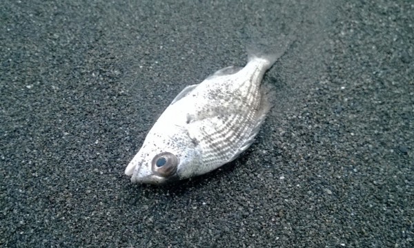 當市場經濟動物遇上宗教放生:該怎麼做?誰來管?