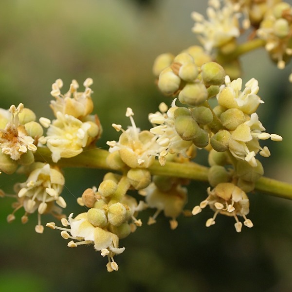 龙眼花含有比茶叶还要丰富的儿茶素,及比蔓越莓,小红莓活性成分还要多