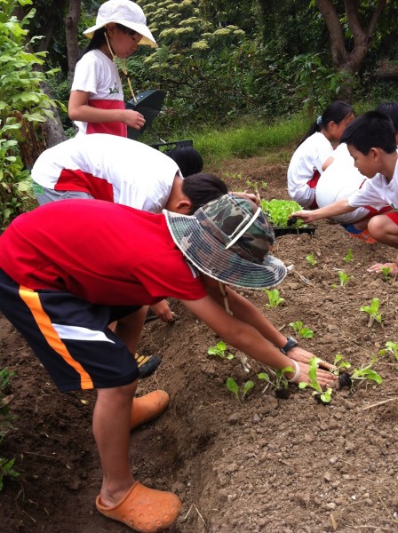 食農教育:陽明山與湖山國小的小農夫學習體驗