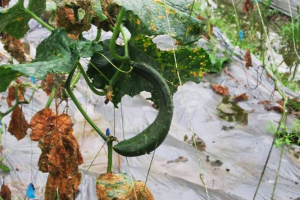 彎彎的小黃瓜一樣好吃 新北市將開賣NG蔬菜