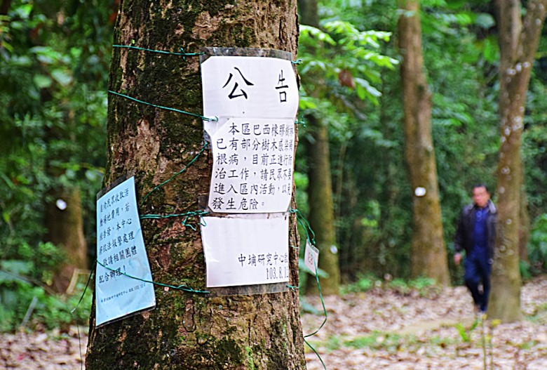 即便熱帶橡膠樹區已懸掛告示，呼籲民眾不要踏入，卻仍有民眾視若無睹。（圖／潘子祁攝）