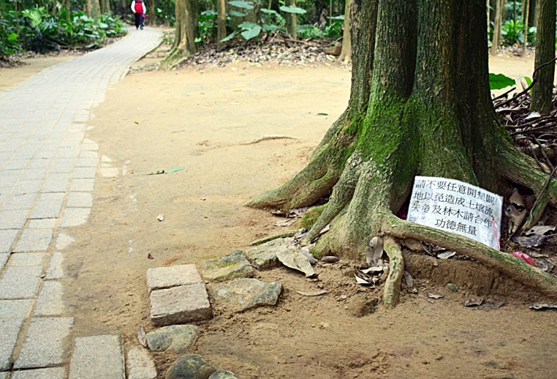 園中隨處可見吊牌，呼籲民眾不要踩踏，但斑斑黃硬表土可知道德呼籲的效果。（圖／潘子祁攝）