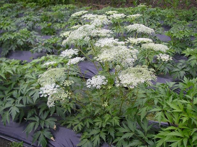 图为新鲜当归种植情形