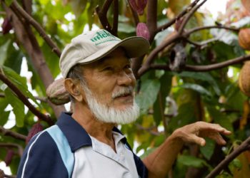 邱銘松是屏東檳榔轉種可可的先驅(攝影/Foodbank)