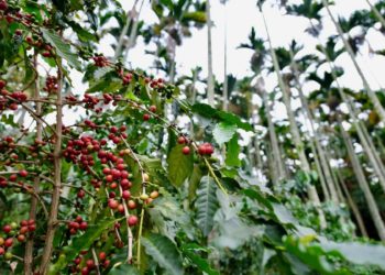 檳榔樹下種咖啡，剛好提供咖啡需要的半遮蔭環境，故無需砍除檳榔（攝影/蔡佳珊）