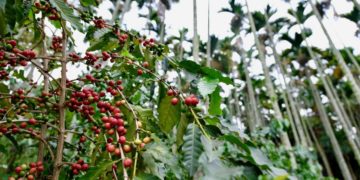 檳榔樹下種咖啡，剛好提供咖啡需要的半遮蔭環境，故無需砍除檳榔（攝影/蔡佳珊）