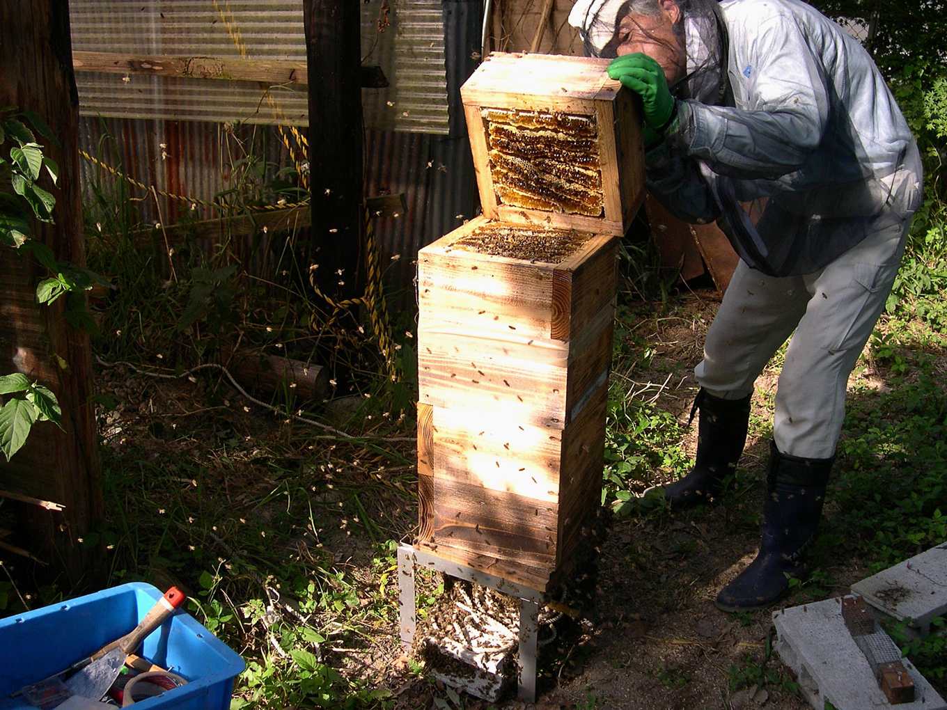 觀察野蜂狀態的養蜂人（照片提供：志賀祐一）