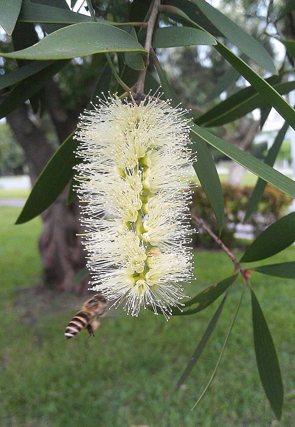 養蜂先從培育蜜源植物開始（圖片提供/馮傑瑞）