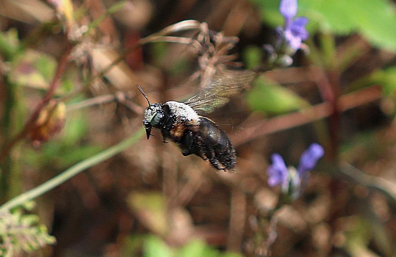 回巢的木蜂（圖片提供/「城市養蜂是bee要的」團隊）