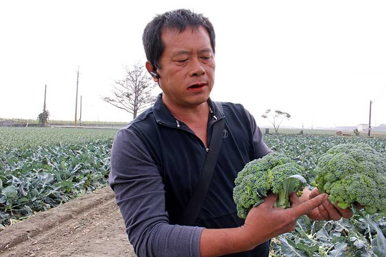 專題07 跳脫賭局 轉作青花菜開創市場 拆解高麗菜賭局 上下游 專題07 跳脫賭局 轉作青花菜開創市場 拆解高麗菜賭局 上下游
