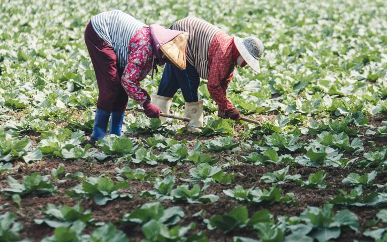 專題07 跳脫賭局 轉作青花菜開創市場 拆解高麗菜賭局 上下游