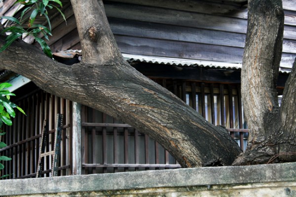 老芒果樹和老屋