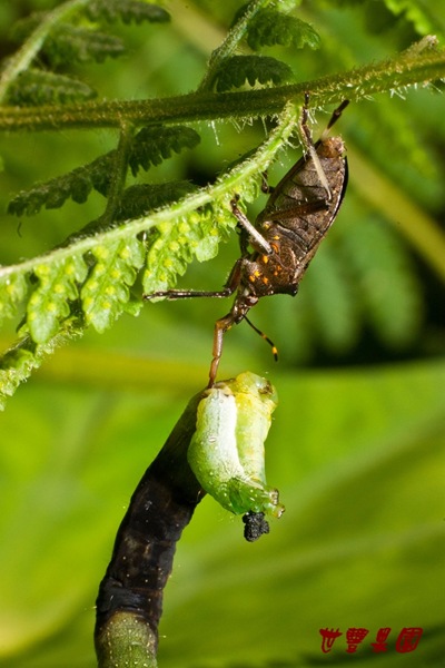 椿象吸食蟲液