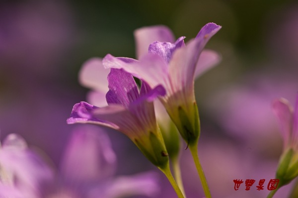 紫花酢漿草花海