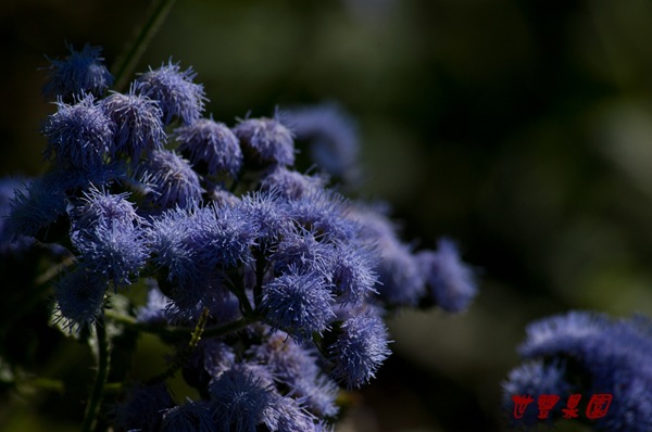 紫花霍香薊