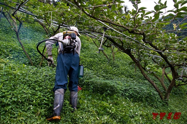 從前以刀片式除草機人工除草