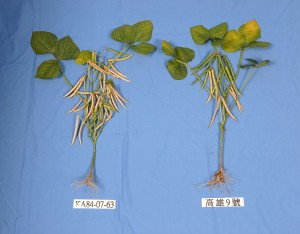 高雄10號植株與對照種高雄9號比較