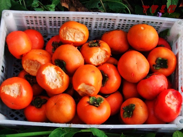 與動物們分享的食物2