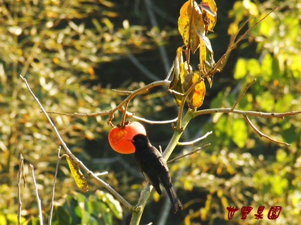 數量與危害最多的鳥類，紅嘴黑鵯