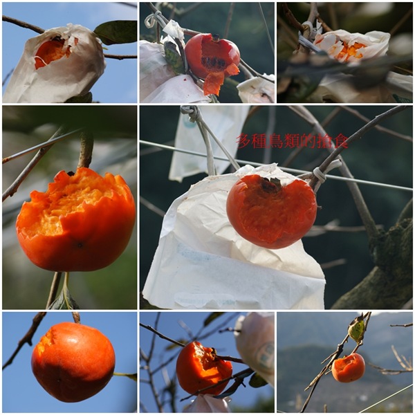 多種鳥類的搶食