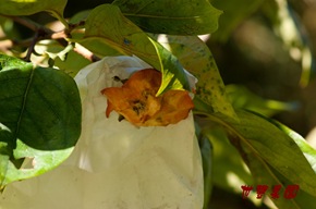 在樹上就啃光了，猴子的傑作