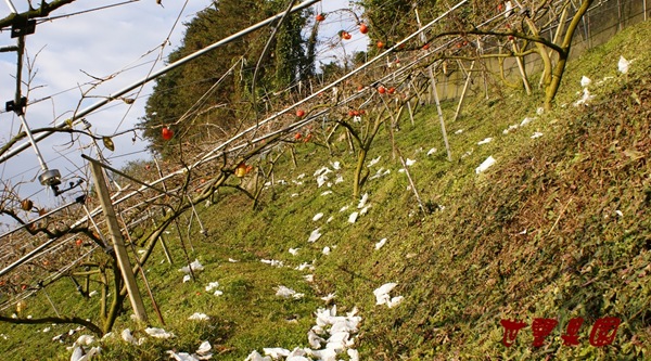 鳥類危害的柿子，索性拆開袋子與鳥類分享