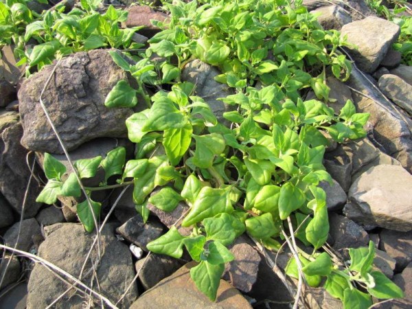 石頭縫裡長出的耐乾熱番杏植株2-1