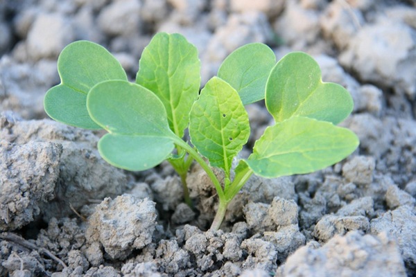 6305602413_eaf86e59a1_z