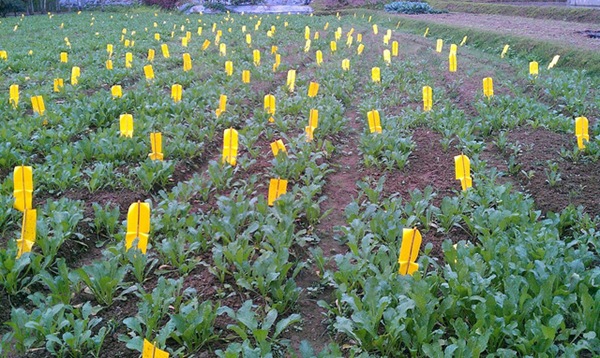 6687154647_198884a134_z 6687154647_198884a134_z