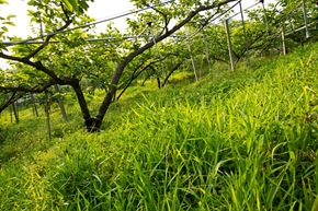 草生栽培 園