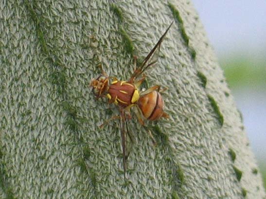 瓜实蝇雌成虫在丝瓜上产卵