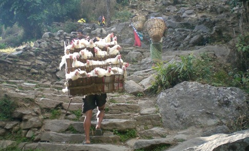 43nepal_thumb1 43nepal_thumb1