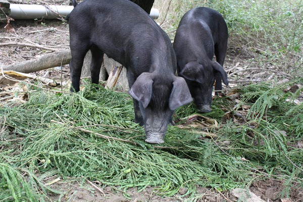 銀合歡是以前台灣重要的養豬飼料，含有豐富蛋白質