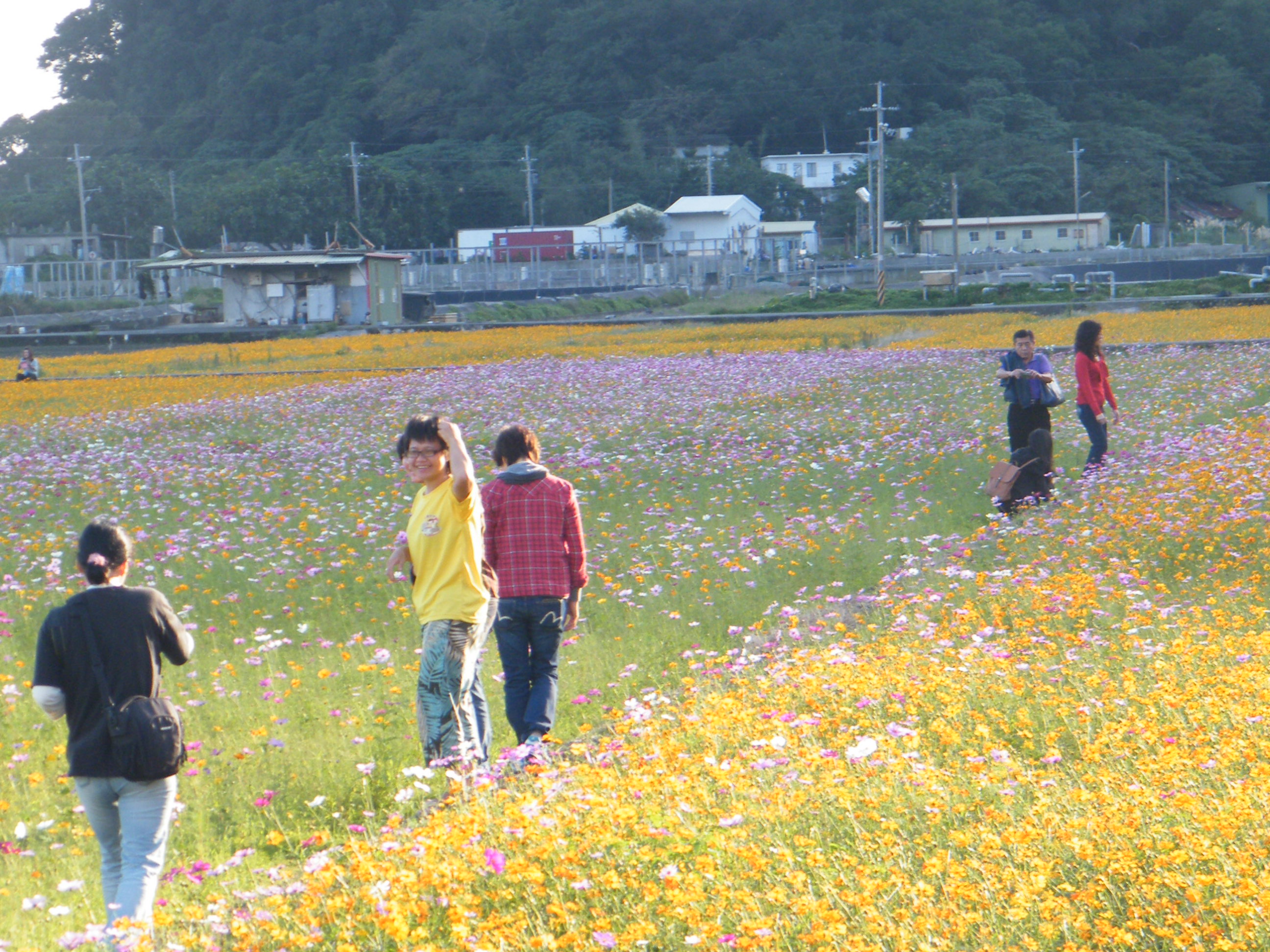 2012 南澳樂田 花海嘉年華