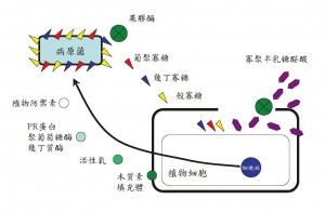 植物與病原菌相互作用啟動防禦系統中產生的活性信號物質