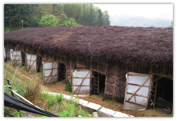 中國多半採取開放式菇寮，用竹子和稻草簡單搭建，須搭配大量農藥才能抑制細菌（圖片提供：亞洲大學食藥用菇類研究中心）