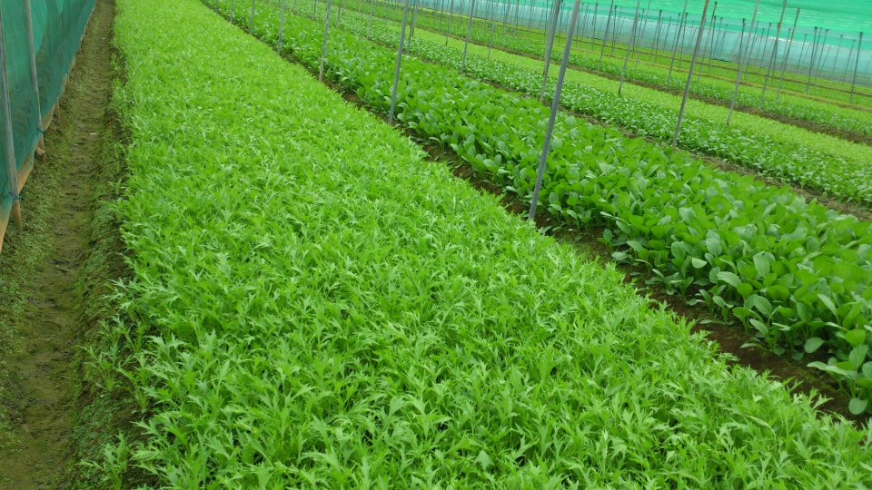 一種信任的味道 臺式京水菜料理 上下游news Market