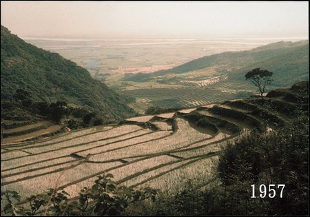 陽明山半嶺水稻梯田