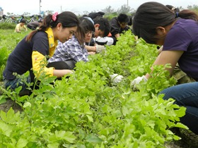 學生親自下田，體會有機食材多麼得來不易（圖：宋秉明提供）