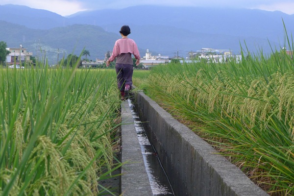 農舍廢水排入農用排水道，新興汙染物可能對環境產生影響