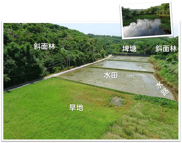 谷津田周遭有森林、池塘、水田、旱地，是各種生物的天堂（圖：觀察家生態顧問有限公司提供）