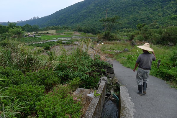 八煙水梯田經過五年復育，如今已經是各式各樣生物的天堂