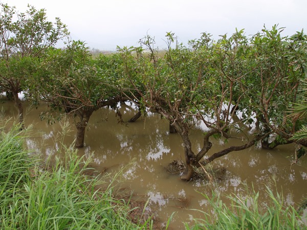 豪雨過後需特別注意田間排水工作，避免積水