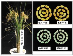 台東30號株型佳、不易倒伏、一期作產量高、食味品質良好，並具有抗稻熱病及褐飛蝨之特性。（台東場提供）